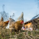 Ridge Valley Hutterite Poultry Farm / Ridge Valley Wholesale Meats