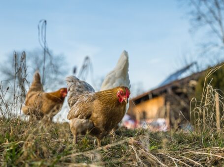 Ridge Valley Hutterite Poultry Farm / Ridge Valley Wholesale Meats