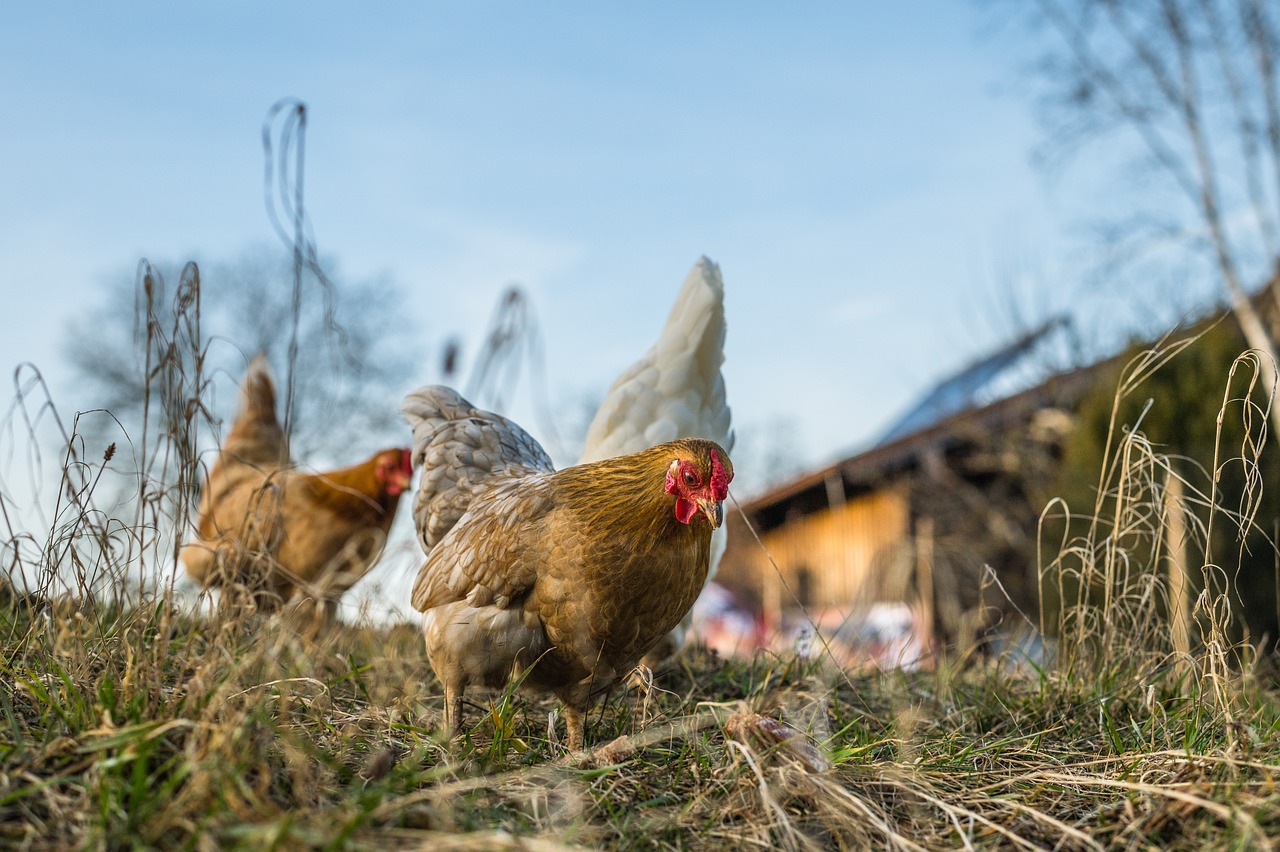 Ridge Valley Hutterite Poultry Farm / Ridge Valley Wholesale Meats